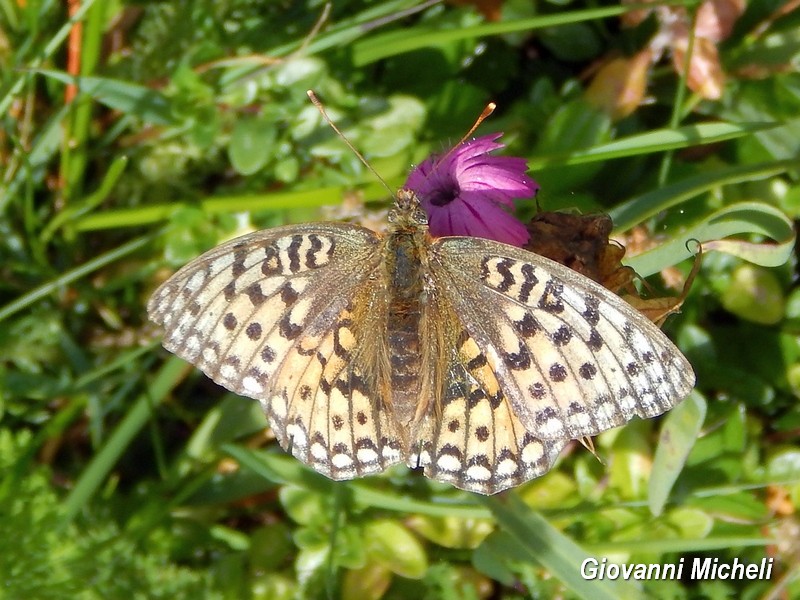 Argynnis? Cfr. Argynnis (Fabriciana) niobe